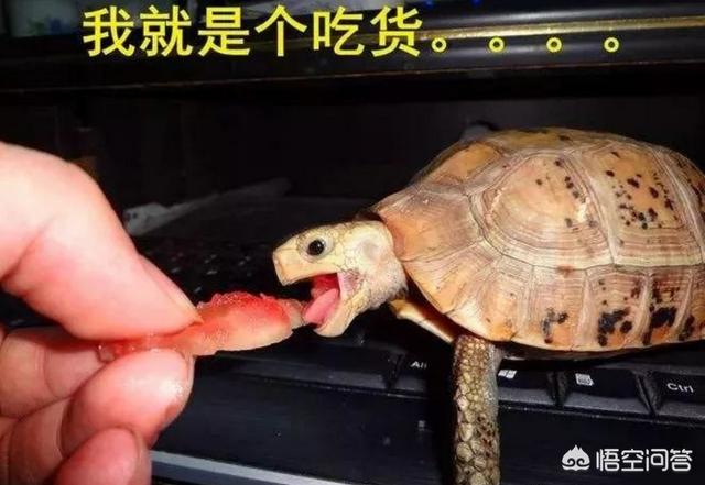 赫曼陆龟吃什么龟粮:陆龟的食物选择，龟粮到底该不该喂？