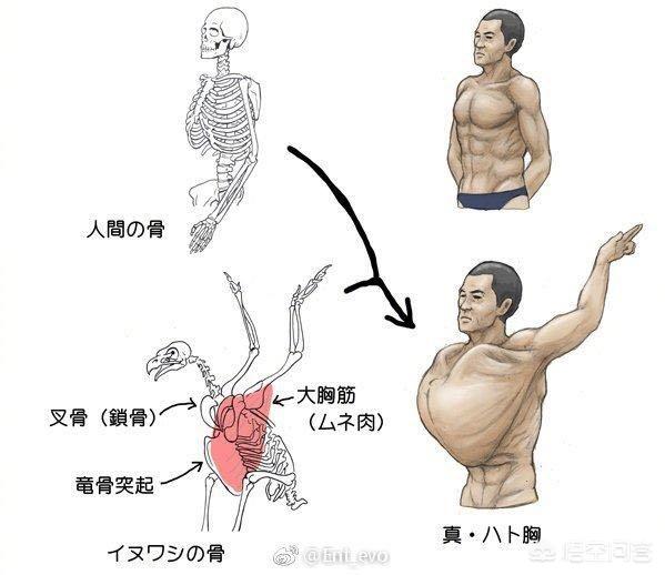 陆地有大象，海里有鲸鱼，为什么天上很少有比人体型更大的生物？