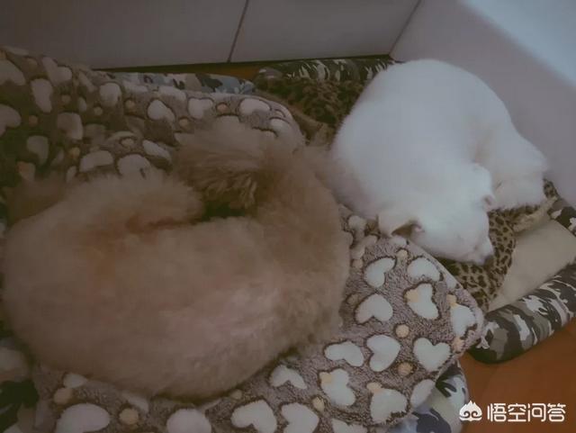 许昌柯基价格:柯基一般在哪些价位才好不想太便宜也不想太贵？