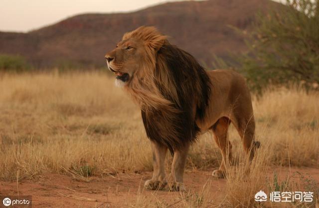 雄性孟加拉虎能否打得过非洲雄狮?