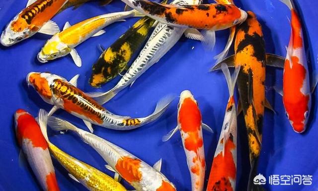 头条问答 锦鲤可以吃螺肉吗 3个回答