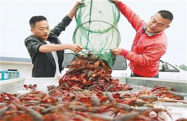 杀车轮虫要几个小时:杀车轮虫要注意什么 虾池里白色的小虫子怎么把它杀死？