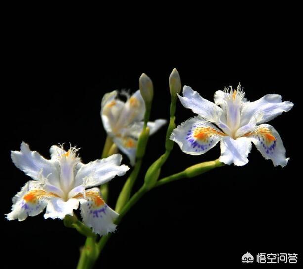 白尾鸢尾:鸢尾花对皮肤的作用 想给妈妈买一款好一点的面霜，有没有高端的面霜品牌推荐？