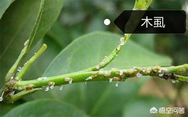 灭虫灵粉灭虱子怎么用:怎么对付飞虱、粉虱、木虱、椿象、蚜虫类害虫？