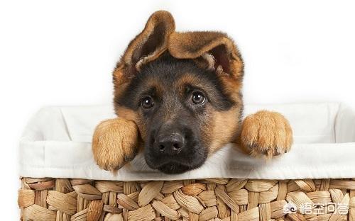 德牧幼犬图片:德国牧羊犬幼犬多少钱一只？