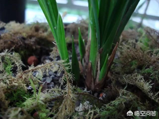 建兰:建兰该怎么养？多久才能开花？