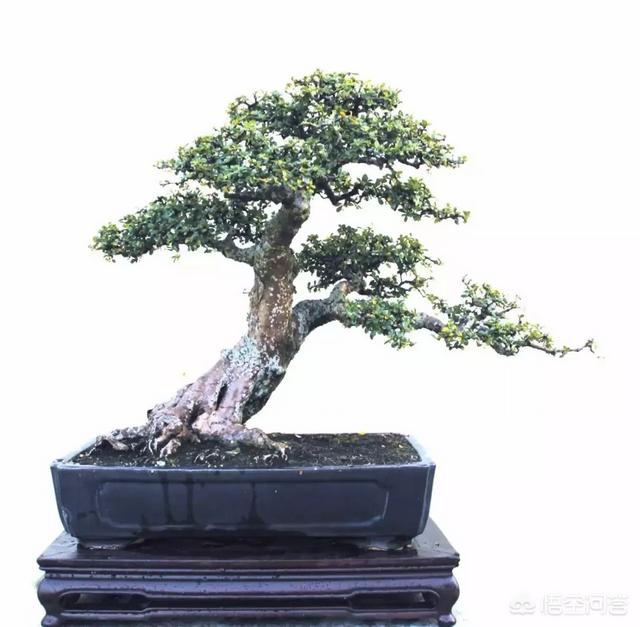 盆景五大流派:做盆栽的话，需要什么样的技术？