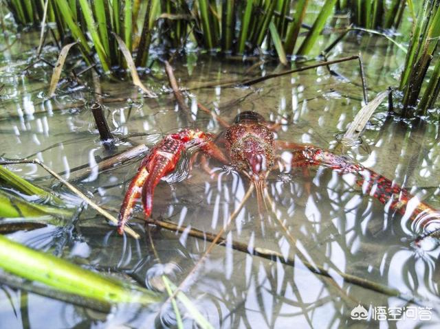 大理石纹螯虾中国:你知道小龙虾在我国的具体来历吗？