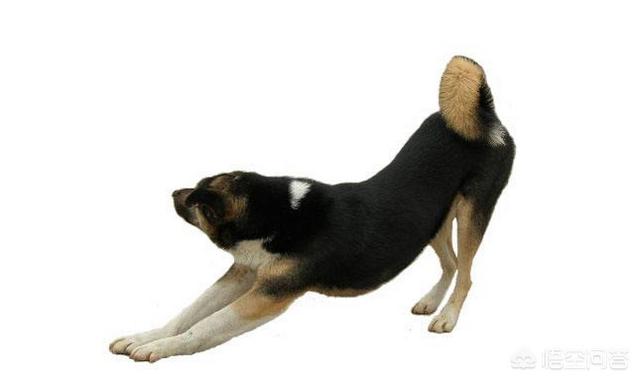 狗前腿扒著地面，屁屁抬的很高是什麼原因？