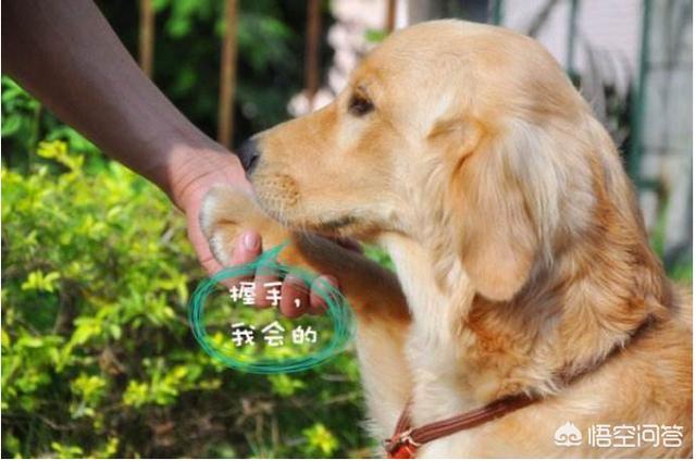 训练金毛:请问1个多月的金毛，可以训么，应该怎么训练？