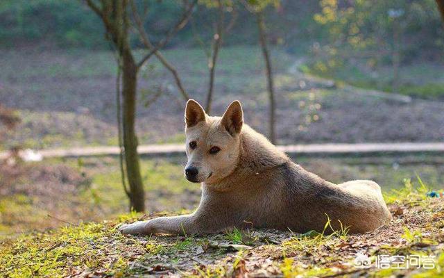 忠心大黄狗:为什么农村的土狗，在半夜突然狂吠不止，是不是看到了什么？ 梦见大黄狗