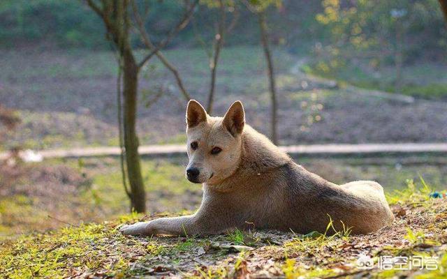 狗狗为什么半夜狂叫，为什么两个月大拉布拉多总是半夜狂叫