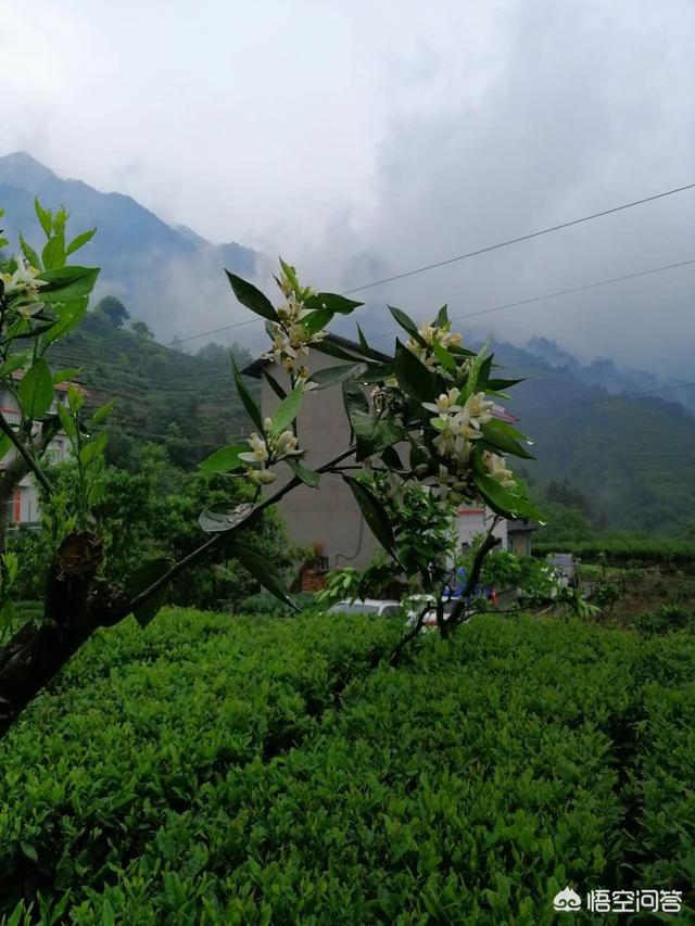 雅女 雅鱼 雅雨:为什么茶园里面插有黄色的纸旗？茶叶的种植应该怎么去管理？