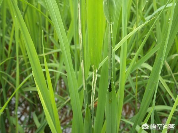 花叶芋根结线虫病:烟叶旺长期发生根结线虫能根治吗？