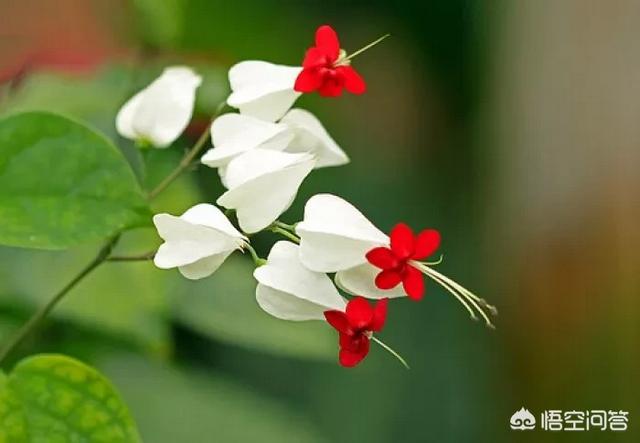 园林植物龙吐珠图片:龙吐珠开花的时候怎样浇水？