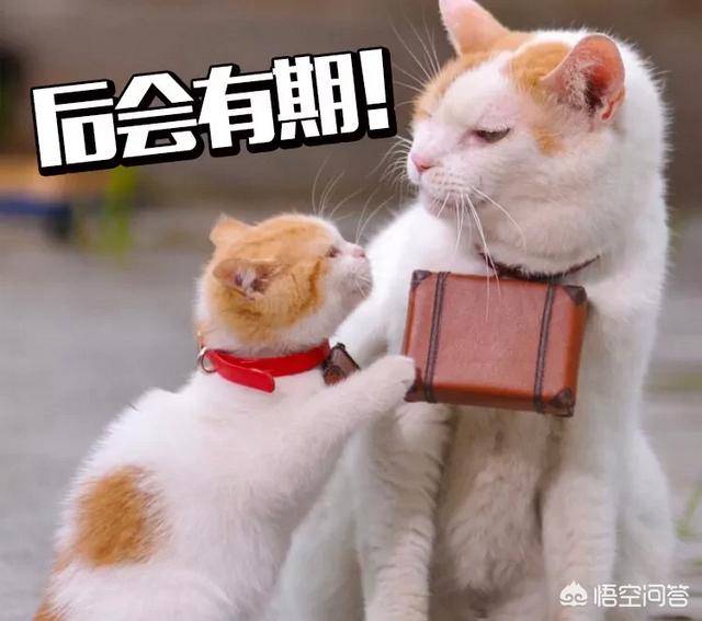 主人抓着橘猫的手跳舞:搬了新家，六岁橘猫晚上一直叫没停过，怎么办？