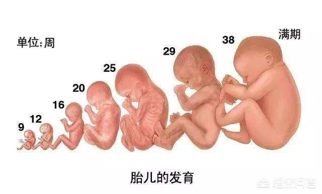 怀孕周期图:怀孕周期图片 胎儿 怀孕到生孩子，共274天正常吗？