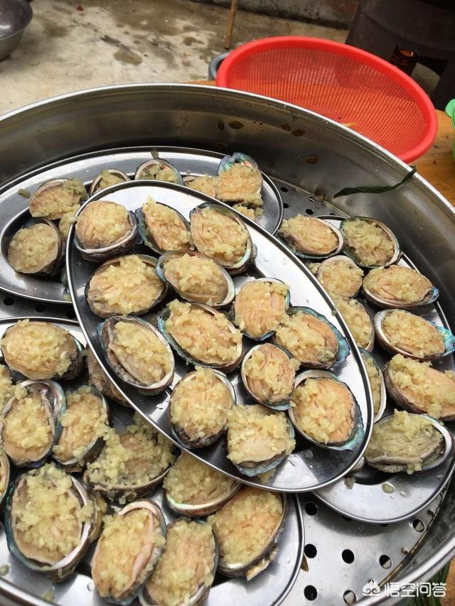 广东水煮活猫图片:为什么流浪猫的寿命特别短？