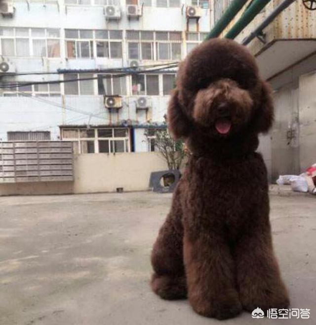 黑色巨型贵宾犬的价格:为什么现在那么少人养巨型贵宾犬？