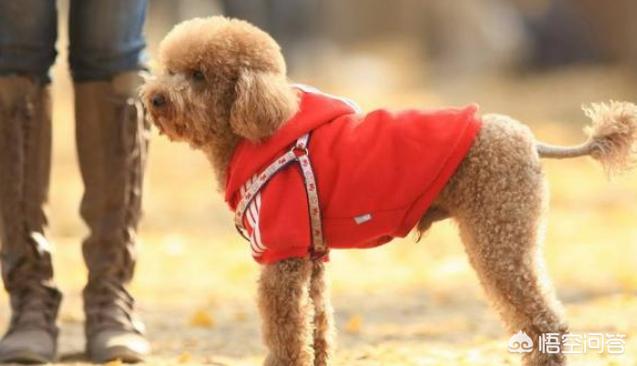 犬爱:对于爱狗人士无底线爱狗，你有什么看法？ 犬爱主题曲