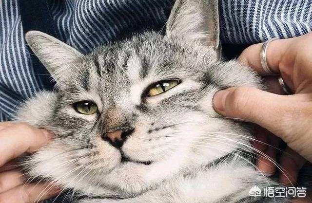 小猫跳出来轻轻咬一下腿就跑:猫咪有时候像发疯一样在屋里上蹿下跳的奔跑，这是怎么一回事呢？ 小猫咬着袜子叫得很凶