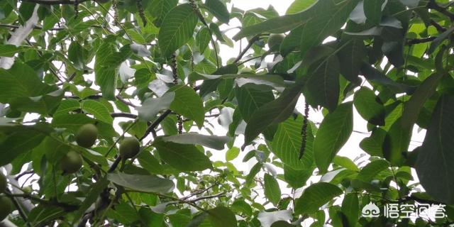 开核桃,核桃树二次开花结果质量怎么样？