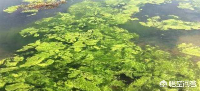 请问渔塘水面上长满青苔是怎么回事？