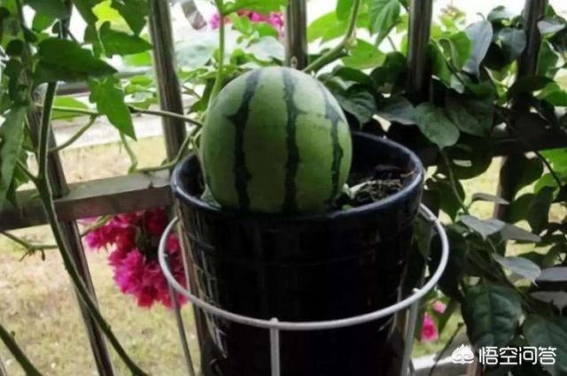 种西瓜用多大的花盆