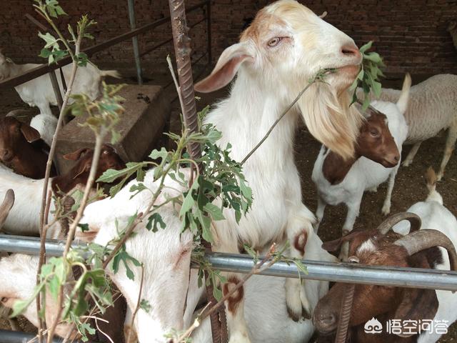 马俊仁藏獒养殖基地好吗:城市禁止养大型犬，那为什么还有人养金毛和藏獒？