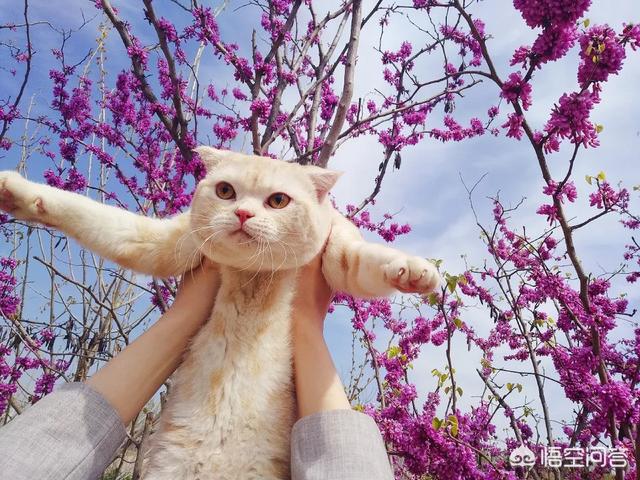 猫舍和宠物店区别:宠物店和猫咖的区别 宠物店买小猫要注意哪些雷区？