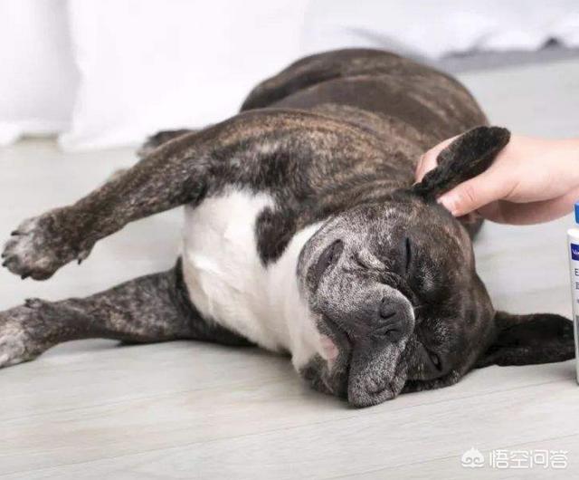 耳螨:狗狗耳螨在家怎么治疗，在家怎么治疗狗耳螨？ 耳螨怎么治