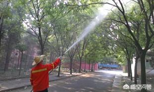 金弹子介壳虫怎么治:蚧壳虫杀不尽？有什么方法，高效迅速杀死蚧壳虫？
