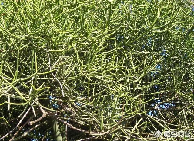 光棍树:光棍树是什么样的一种植物？