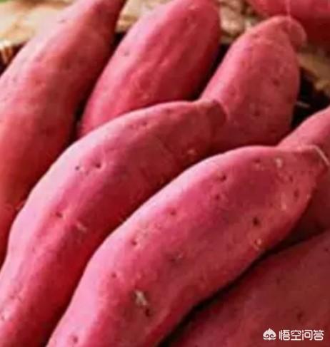超级男神西红士:农村沙质土壤适合种什么农作物？