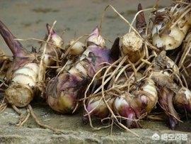 合果芋类植物:蕉芋可以喂猪吗？能起什么作用？