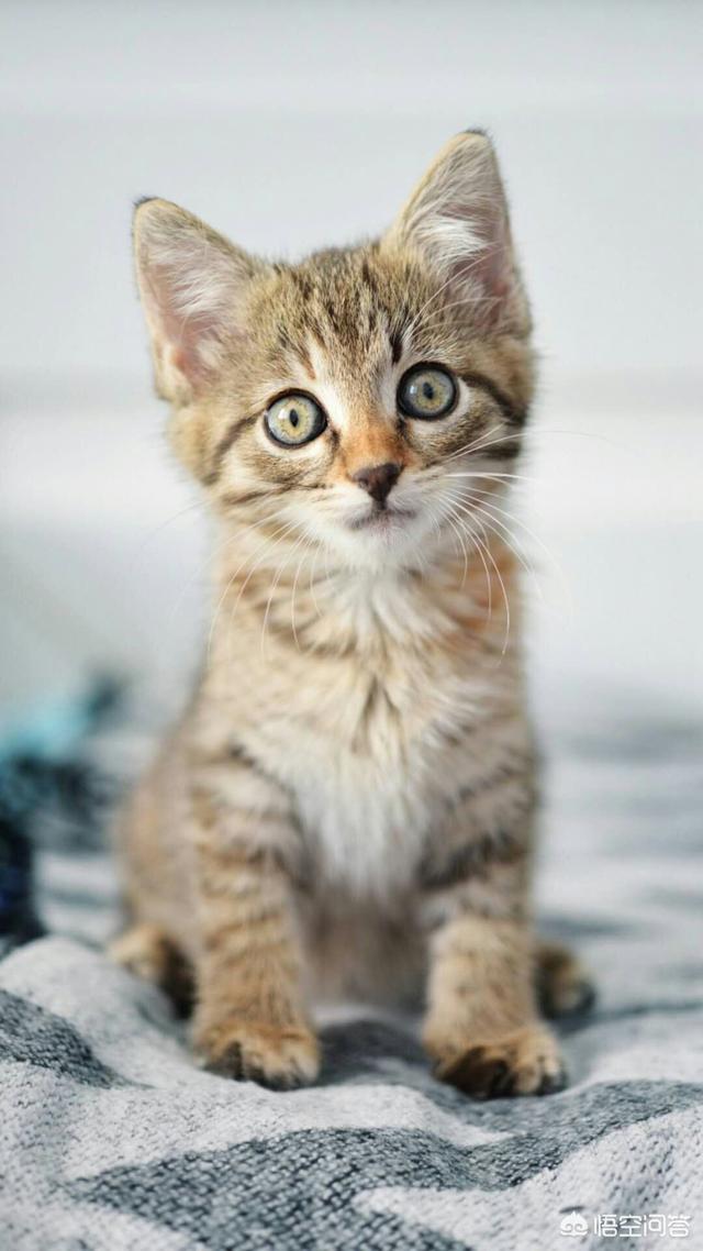 巧克力猫:怎么告诉猫咪它不能吃巧克力？