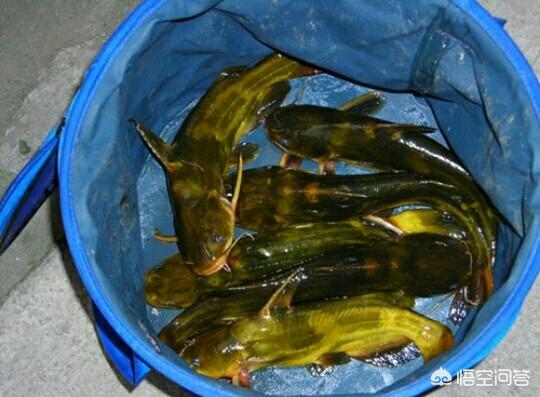 以前农村常见的刺王鱼不长鱼鳞却长刺为啥现在少见了