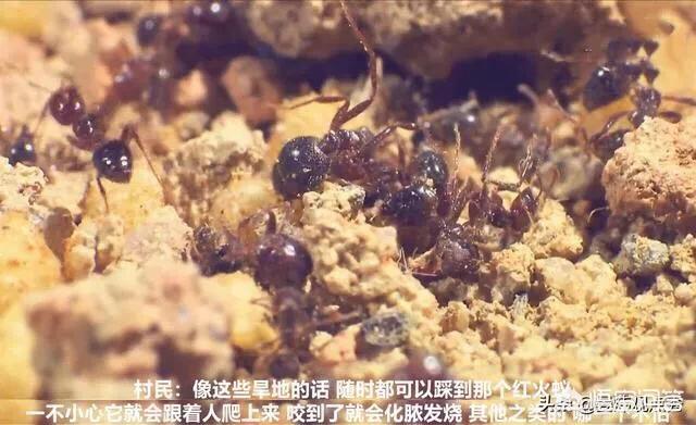 真鳄龟幼苗开箱视频:红火蚂蚁是怎么来到海南的？ 鳄龟开箱视频大全