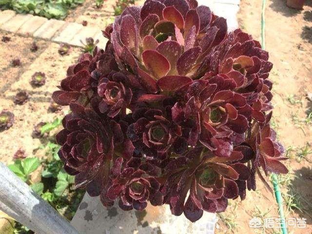 多肉熊童子好养不:有哪些好养、不出状态也好看的多肉植物？