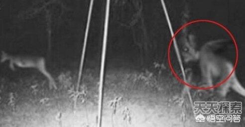 森林王蛇:现在的地球上是否存在着多数人类从未接触过的神秘生物？