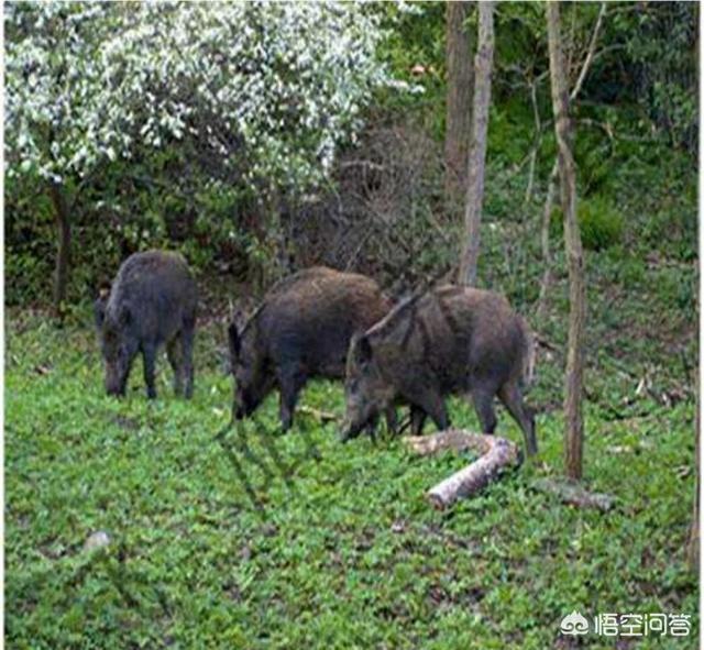 今天上山看到一棵野猪的“擦痒树”,农村老人说有危险,是真的么？