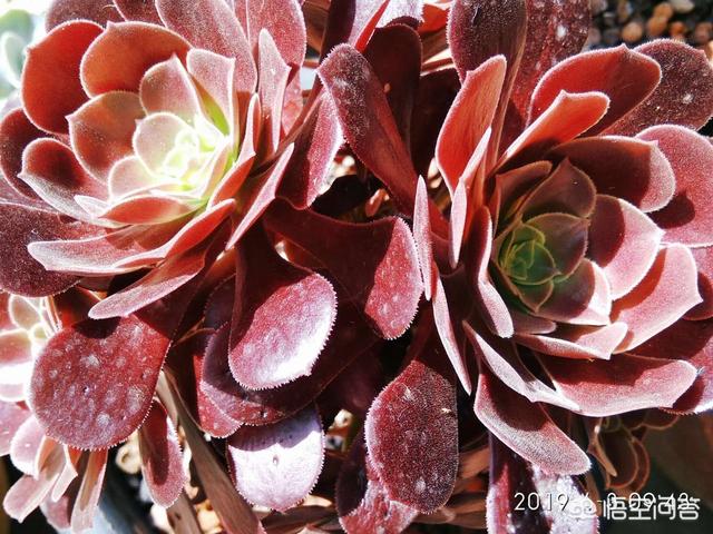 翡翠景天多肉:带锦的多肉怎么养护？价格贵不？