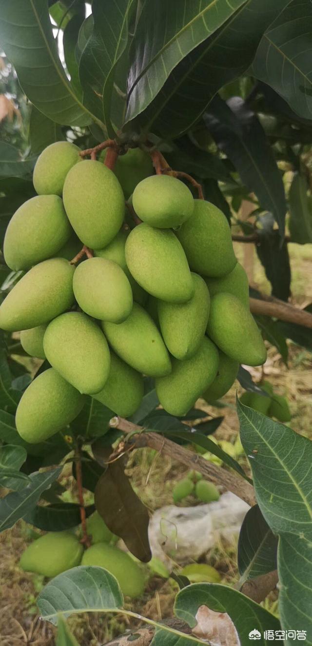 芒果已经大量上市了最近价格贵不贵？