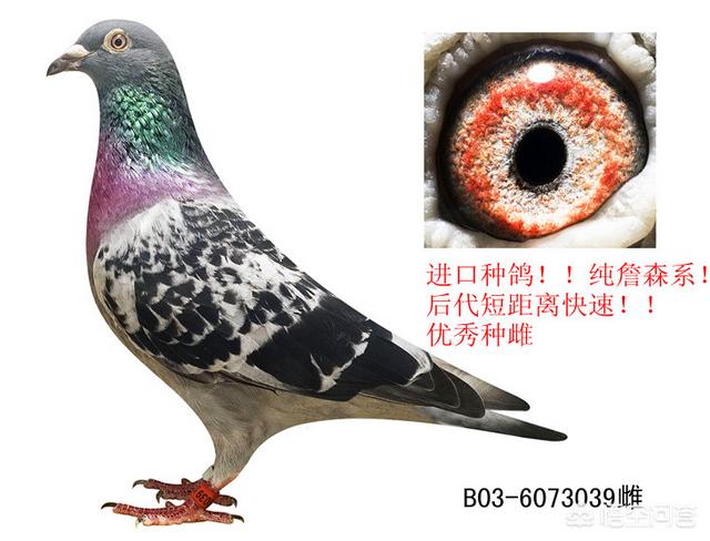 男子抓了一只堕落天使，扬州一男子偷25只鸽子吃肉，被抓时懵了：啥值十几万。你怎么看