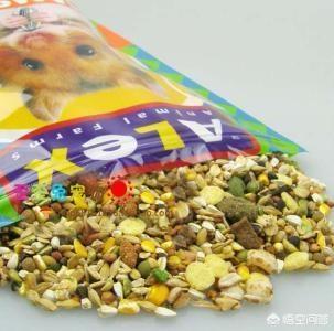 照顾小仓鼠:养仓鼠的注意事项有哪些？