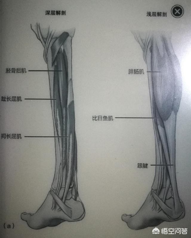 怎样让腿变长,怎样可以拉伸小腿，使小腿变长？