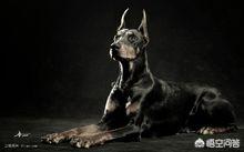 德国杜宾犬有哪些缺点:德国杜宾犬有什么缺点 杜宾犬的资料，详细了解它的性格与历史？