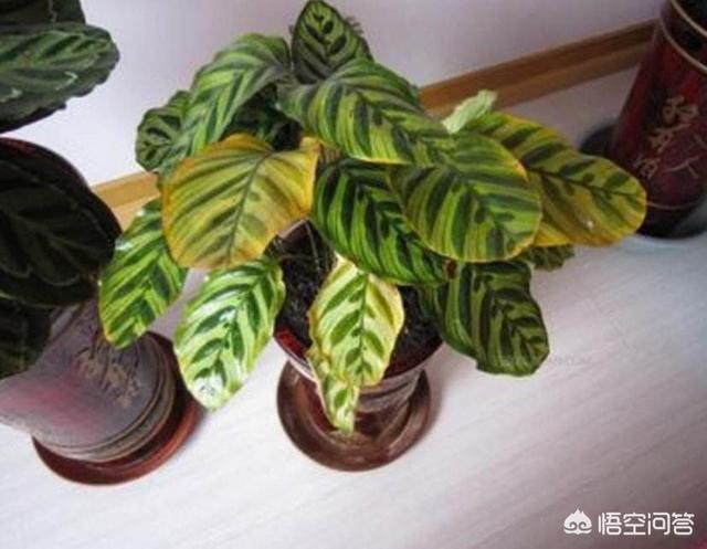 孔雀竹芋 价格:孔雀竹芋叶子干边是怎么回事？