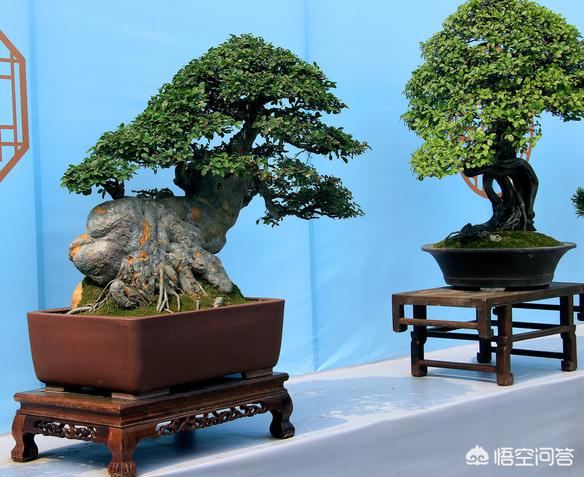 盆景猫:野外什么植物适合在家做盆景？