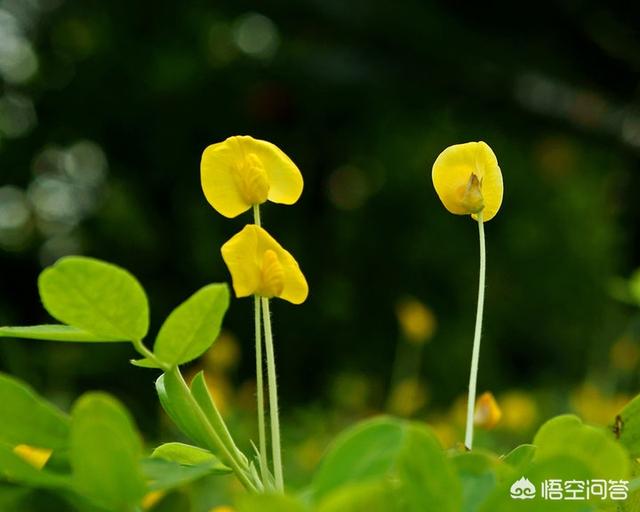 花叶芋穿孔线虫病:彩叶芋，叶色美丽、色彩斑斓，盆栽要如何管理呢？